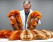 is fox fur better than coyote